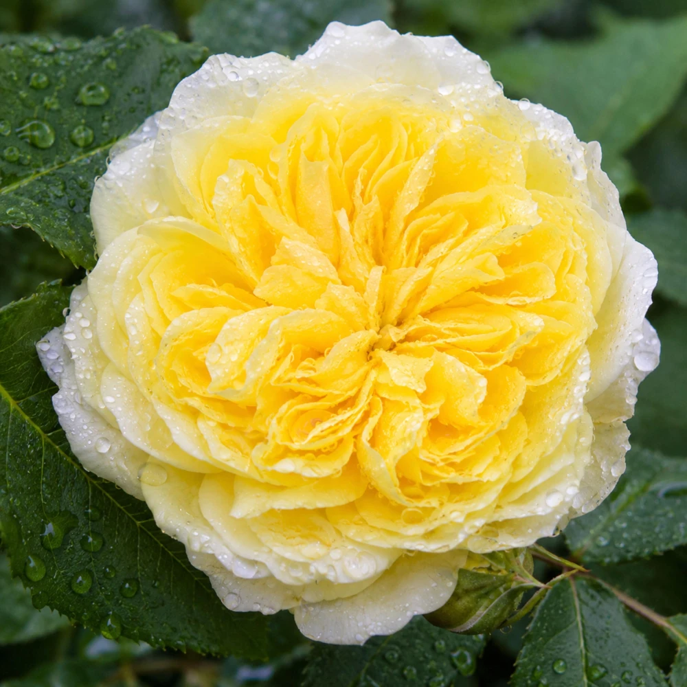The Pilgrim Rose Seeds - Soft Yellow English Shrub & Climbing Rose - 30 Seeds - Image 12