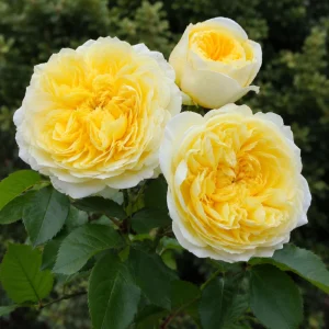 The Pilgrim Rose Seeds - Soft Yellow English Shrub & Climbing Rose - 30 Seeds - Image 3