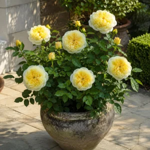 The Pilgrim Rose Seeds - Soft Yellow English Shrub & Climbing Rose - 30 Seeds - Image 5