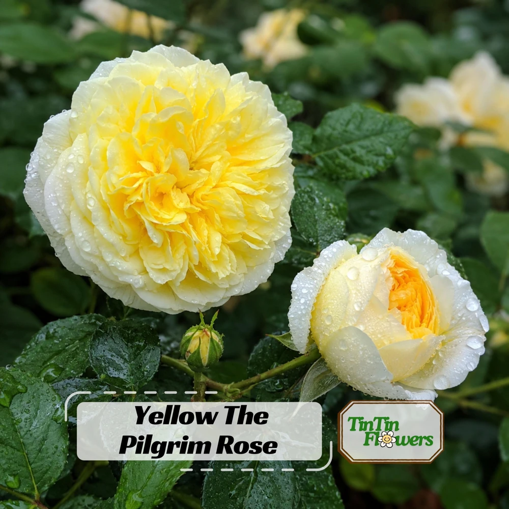 The Pilgrim Rose Seeds - Soft Yellow English Shrub & Climbing Rose - 30 Seeds - Image 1