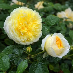 The Pilgrim Rose Seeds - Soft Yellow English Shrub & Climbing Rose - 30 Seeds - Image 8