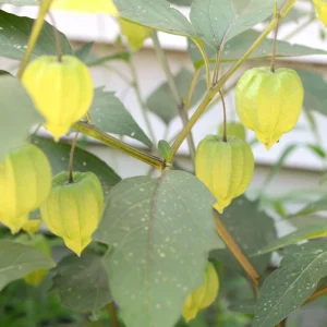 Tomatillo Seeds - Physalis philadelphica - Heirloom Green Husk Tomato - 20 Seeds - Image 10