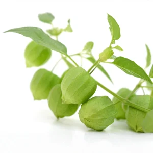 Tomatillo Seeds - Physalis philadelphica - Heirloom Green Husk Tomato - 20 Seeds - Image 11