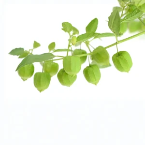 Tomatillo Seeds - Physalis philadelphica - Heirloom Green Husk Tomato - 20 Seeds - Image 12