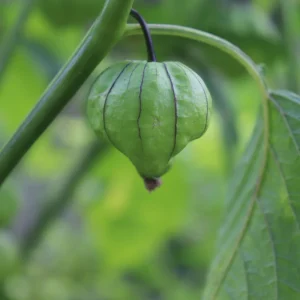 Tomatillo Seeds - Physalis philadelphica - Heirloom Green Husk Tomato - 20 Seeds - Image 13