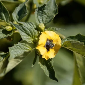 Tomatillo Seeds - Physalis philadelphica - Heirloom Green Husk Tomato - 20 Seeds - Image 2