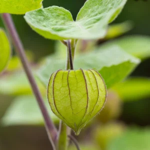 Tomatillo Seeds - Physalis philadelphica - Heirloom Green Husk Tomato - 20 Seeds - Image 3