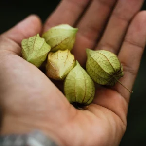 Tomatillo Seeds - Physalis philadelphica - Heirloom Green Husk Tomato - 20 Seeds - Image 4