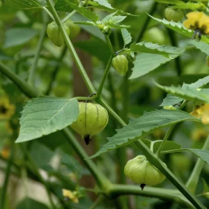 Tomatillo Seeds - Physalis philadelphica - Heirloom Green Husk Tomato - 20 Seeds - Image 5