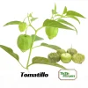 Tomatillo Seeds - Physalis philadelphica - Heirloom Green Husk Tomato - 20 Seeds - Image 1