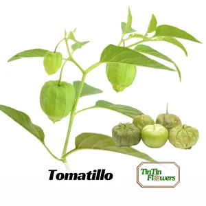 Tomatillo Seeds - Physalis philadelphica - Heirloom Green Husk Tomato - 20 Seeds - Image 1