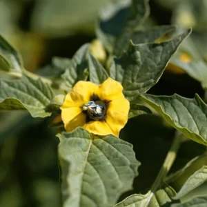 Tomatillo Seeds - Physalis philadelphica - Heirloom Green Husk Tomato - 20 Seeds - Image 6