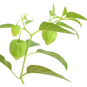 Tomatillo Seeds - Physalis philadelphica - Heirloom Green Husk Tomato - 20 Seeds - Image 7