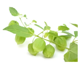 Tomatillo Seeds - Physalis philadelphica - Heirloom Green Husk Tomato - 20 Seeds - Image 8