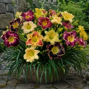 Toothy Daylily Mix Seeds - Hemerocallis hybrida - Fringed Edged Blooms - 20 Seeds - Image 2
