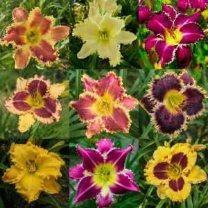 Toothy Daylily Mix Seeds - Hemerocallis hybrida - Fringed Edged Blooms - 20 Seeds - Image 3