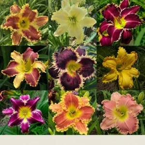 Toothy Daylily Mix Seeds - Hemerocallis hybrida - Fringed Edged Blooms - 20 Seeds - Image 6