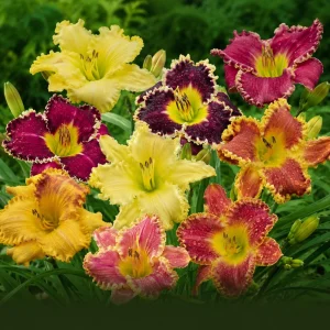 Toothy Daylily Mix Seeds - Hemerocallis hybrida - Fringed Edged Blooms - 20 Seeds - Image 7