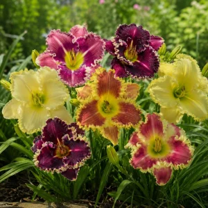 Toothy Daylily Mix Seeds - Hemerocallis hybrida - Fringed Edged Blooms - 20 Seeds - Image 9
