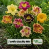 Toothy Daylily Mix Seeds - Hemerocallis hybrida - Fringed Edged Blooms - 20 Seeds - Image 1