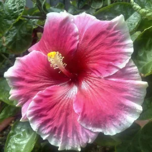 Tropical Hibiscus Seeds - 30 Count - Grow Exotic Heart-Shaped Blooms - Image 10