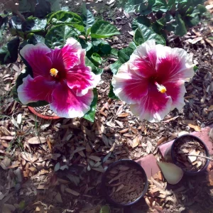 Tropical Hibiscus Seeds - 30 Count - Grow Exotic Heart-Shaped Blooms - Image 11
