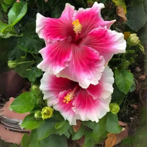 Tropical Hibiscus Seeds - 30 Count - Grow Exotic Heart-Shaped Blooms - Image 12