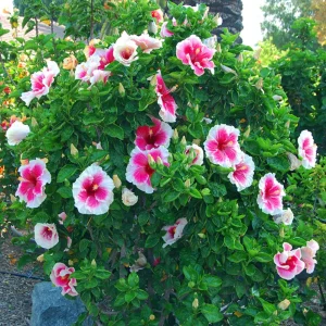 Tropical Hibiscus Seeds - 30 Count - Grow Exotic Heart-Shaped Blooms - Image 2