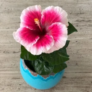 Tropical Hibiscus Seeds - 30 Count - Grow Exotic Heart-Shaped Blooms - Image 3