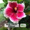 Tropical Hibiscus Seeds - 30 Count - Grow Exotic Heart-Shaped Blooms - Image 1