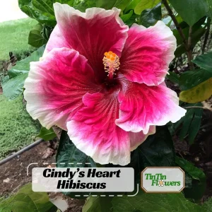 Tropical Hibiscus Seeds - 30 Count - Grow Exotic Heart-Shaped Blooms - Image 1