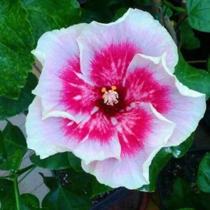 Tropical Hibiscus Seeds - 30 Count - Grow Exotic Heart-Shaped Blooms - Image 4