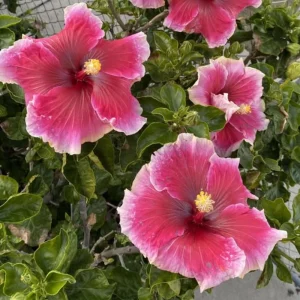 Tropical Hibiscus Seeds - 30 Count - Grow Exotic Heart-Shaped Blooms - Image 5
