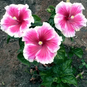 Tropical Hibiscus Seeds - 30 Count - Grow Exotic Heart-Shaped Blooms - Image 6