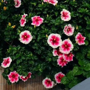 Tropical Hibiscus Seeds - 30 Count - Grow Exotic Heart-Shaped Blooms - Image 7