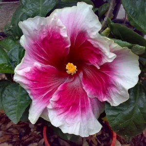 Tropical Hibiscus Seeds - 30 Count - Grow Exotic Heart-Shaped Blooms - Image 8