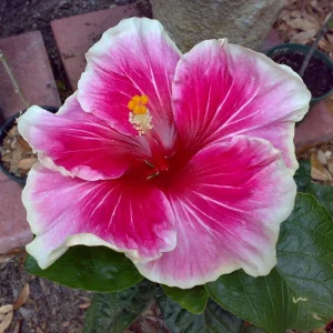 Tropical Hibiscus Seeds - 30 Count - Grow Exotic Heart-Shaped Blooms - Image 9