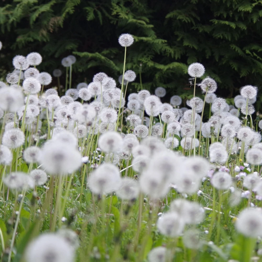 True Wild Dandelion Seeds - Taraxacum officinale - Edible & Medicinal Herb - Perennial - 30 Seeds - Image 10