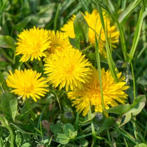 True Wild Dandelion Seeds - Taraxacum officinale - Edible & Medicinal Herb - Perennial - 30 Seeds - Image 12