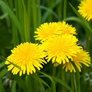 True Wild Dandelion Seeds - Taraxacum officinale - Edible & Medicinal Herb - Perennial - 30 Seeds - Image 13