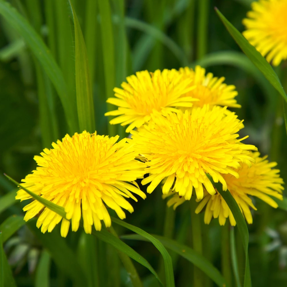 True Wild Dandelion Seeds - Taraxacum officinale - Edible & Medicinal Herb - Perennial - 30 Seeds - Image 13