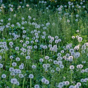 True Wild Dandelion Seeds - Taraxacum officinale - Edible & Medicinal Herb - Perennial - 30 Seeds - Image 14