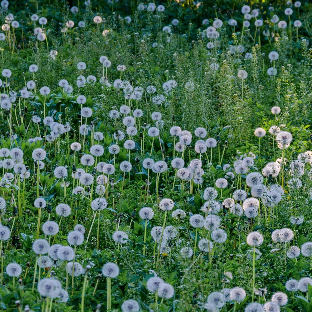 True Wild Dandelion Seeds - Taraxacum officinale - Edible & Medicinal Herb - Perennial - 30 Seeds - Image 14