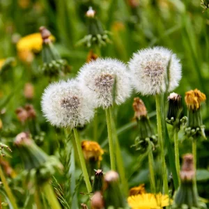 True Wild Dandelion Seeds - Taraxacum officinale - Edible & Medicinal Herb - Perennial - 30 Seeds - Image 15