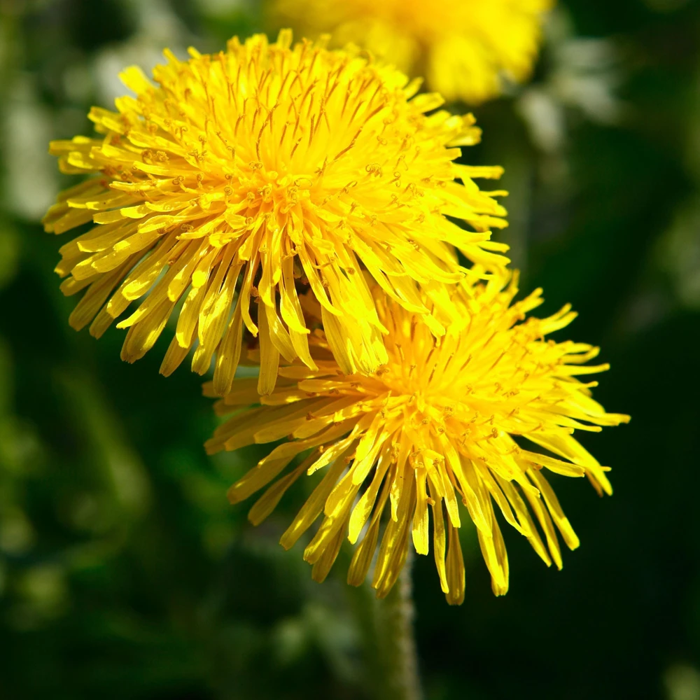 True Wild Dandelion Seeds - Taraxacum officinale - Edible & Medicinal Herb - Perennial - 30 Seeds - Image 16