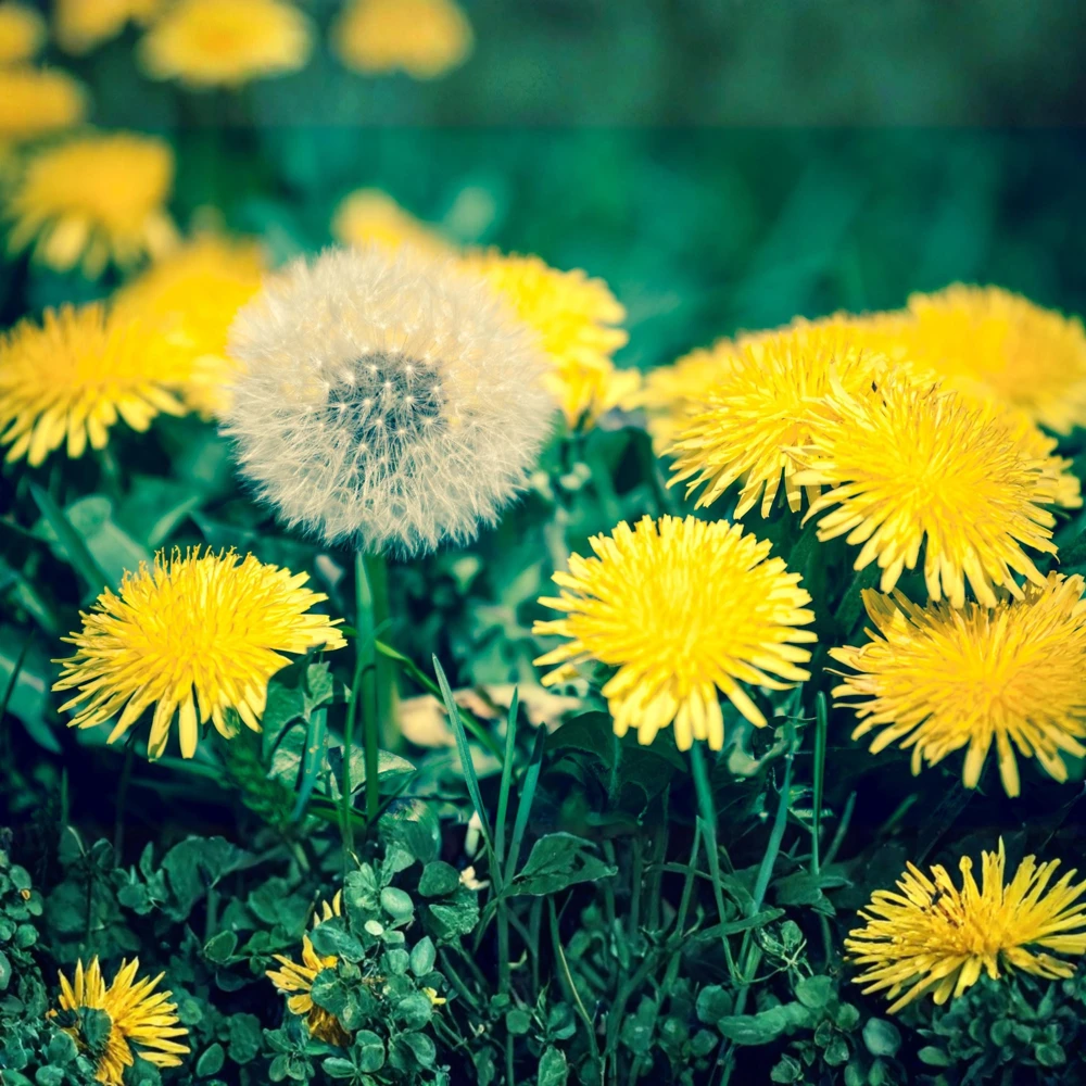 True Wild Dandelion Seeds - Taraxacum officinale - Edible & Medicinal Herb - Perennial - 30 Seeds - Image 17