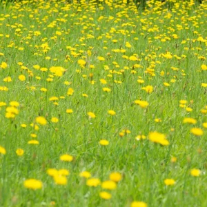 True Wild Dandelion Seeds - Taraxacum officinale - Edible & Medicinal Herb - Perennial - 30 Seeds - Image 2