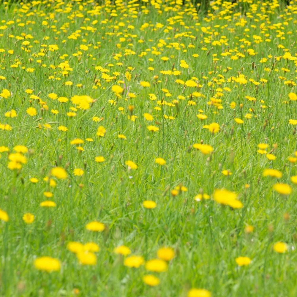 True Wild Dandelion Seeds - Taraxacum officinale - Edible & Medicinal Herb - Perennial - 30 Seeds - Image 2