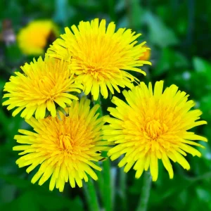True Wild Dandelion Seeds - Taraxacum officinale - Edible & Medicinal Herb - Perennial - 30 Seeds - Image 3