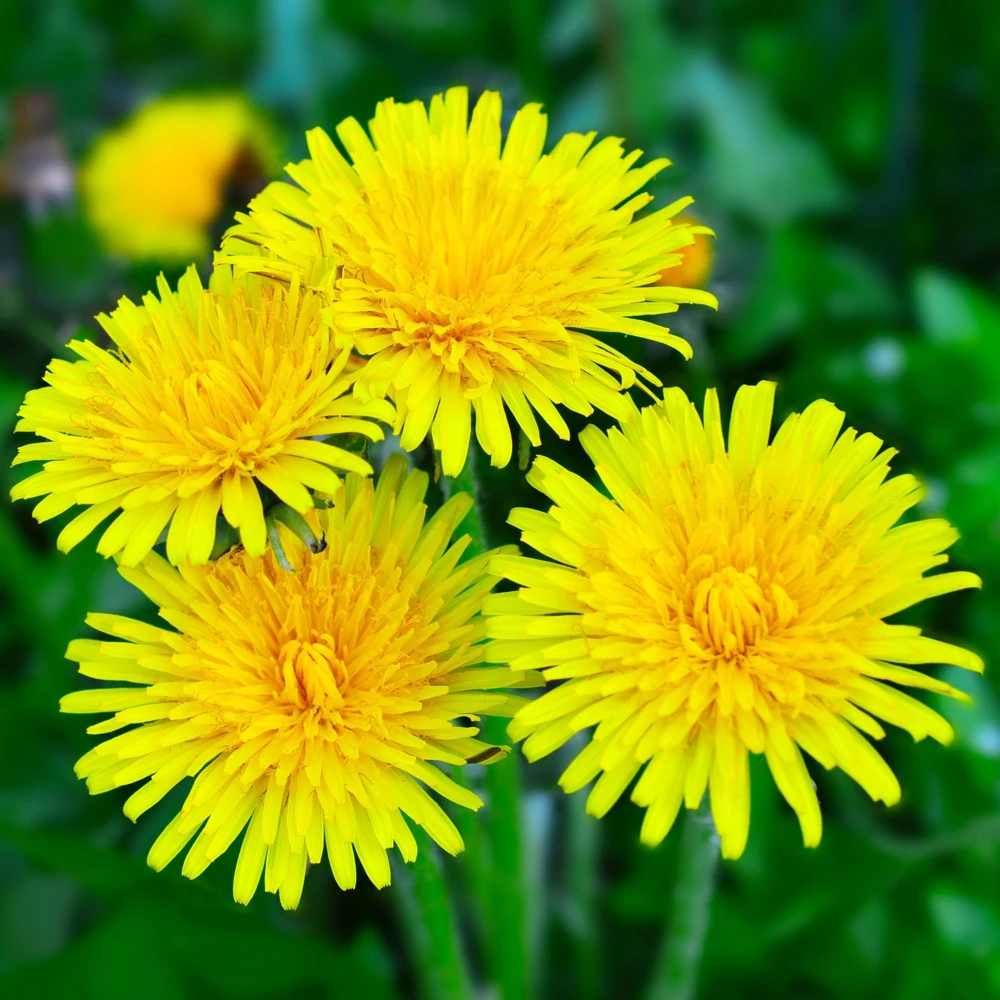 True Wild Dandelion Seeds - Taraxacum officinale - Edible & Medicinal Herb - Perennial - 30 Seeds - Image 3